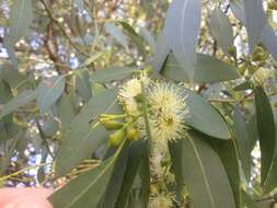 Image of cider gum