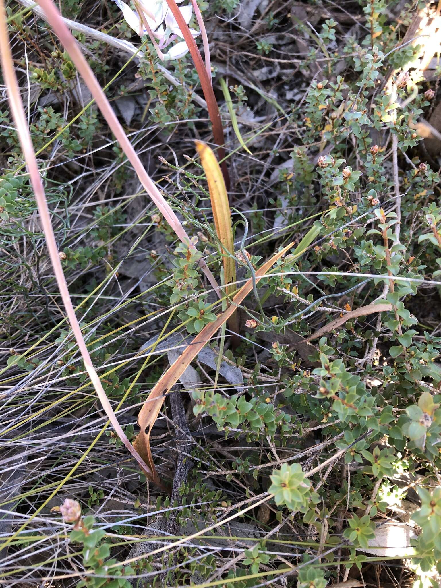 Image of Kath's sun orchid