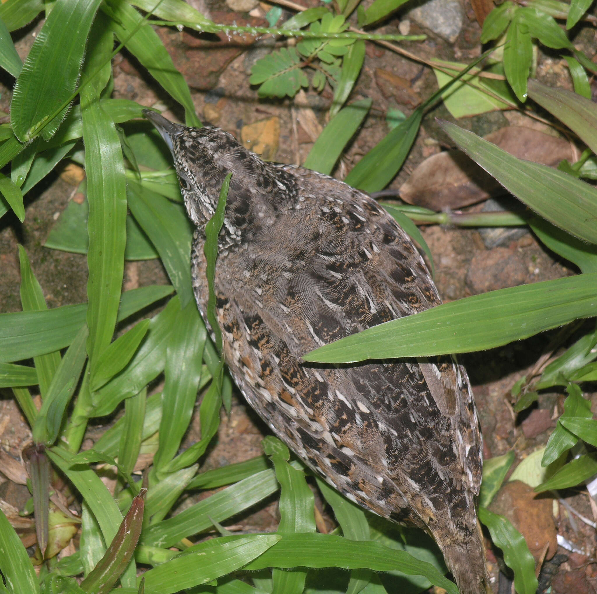 Image of Barred Buttonquail