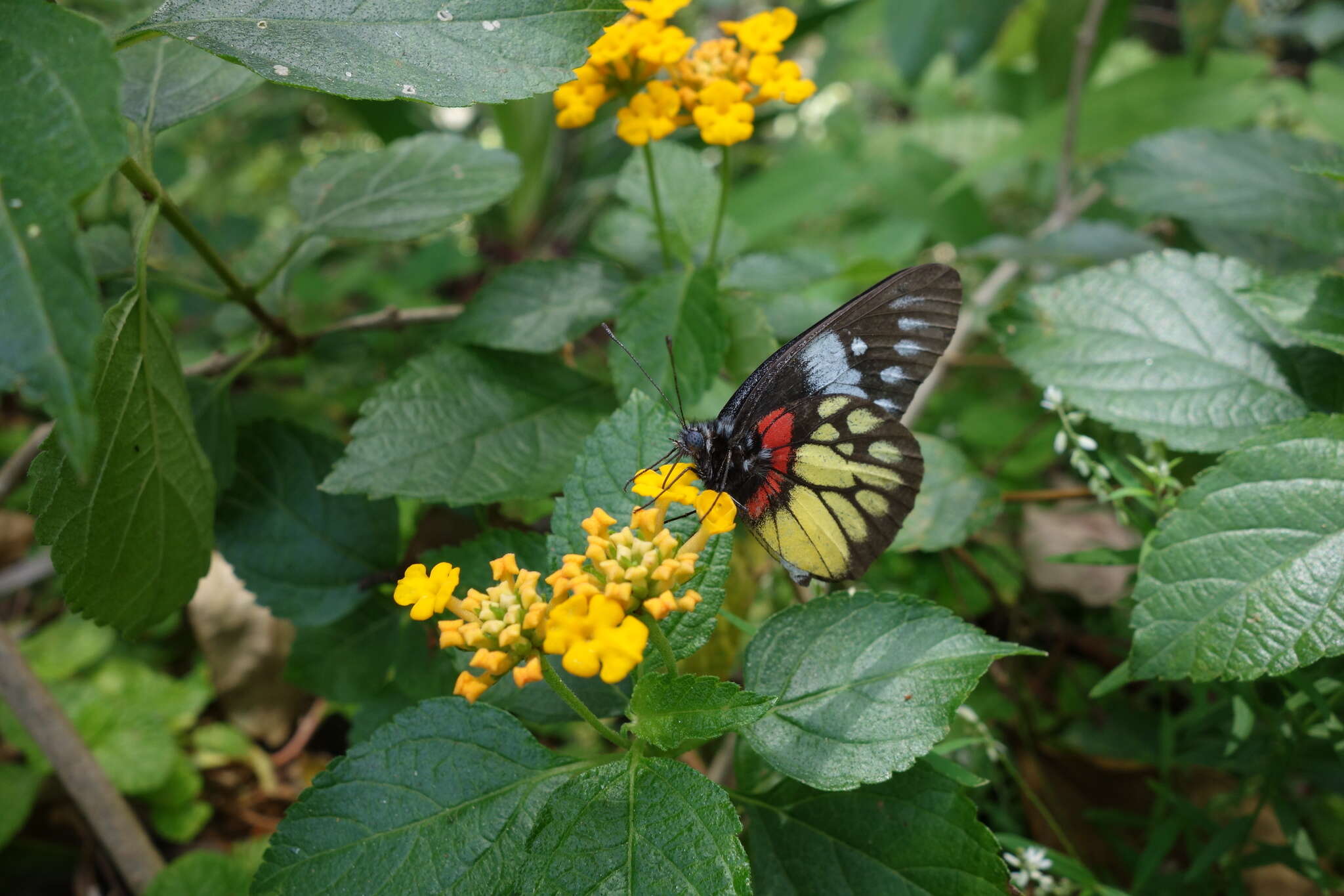 Image of Delias pasithoe (Linnaeus 1758)