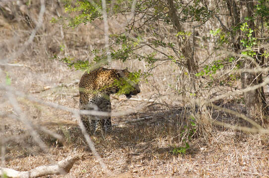 Imagem de Leopardo do Sri Lanka