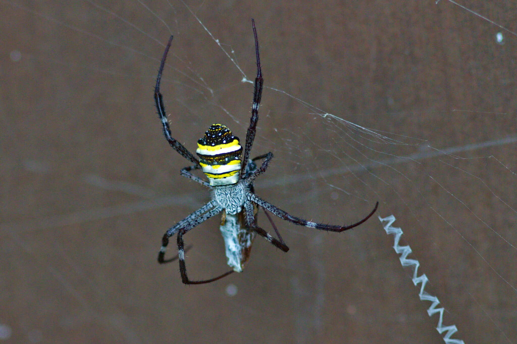 Image of Multi-coloured St Andrew's Cross Spider