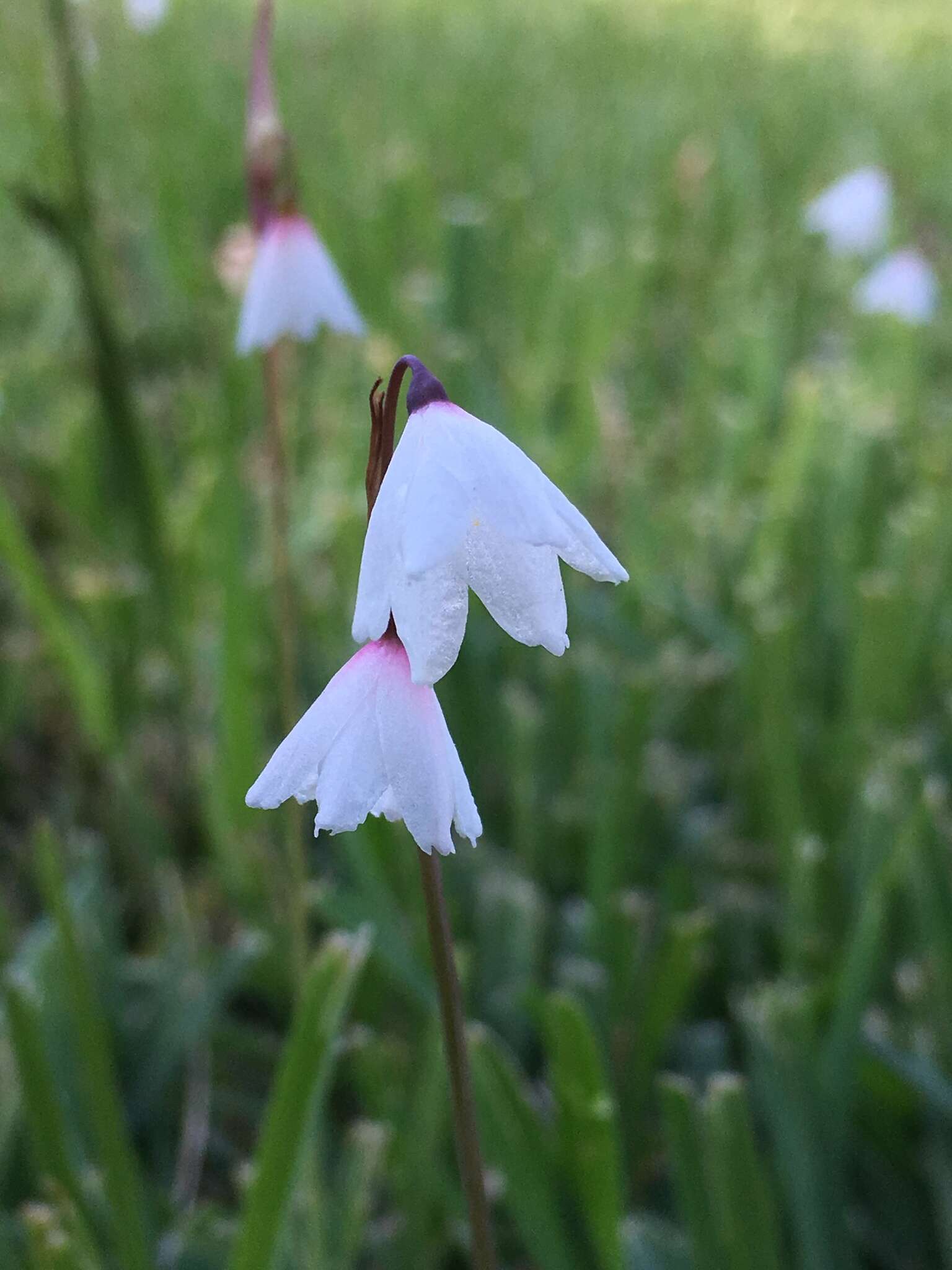 Слика од Acis autumnalis (L.) Sweet