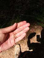 Image of Black-Seed Spear Grass