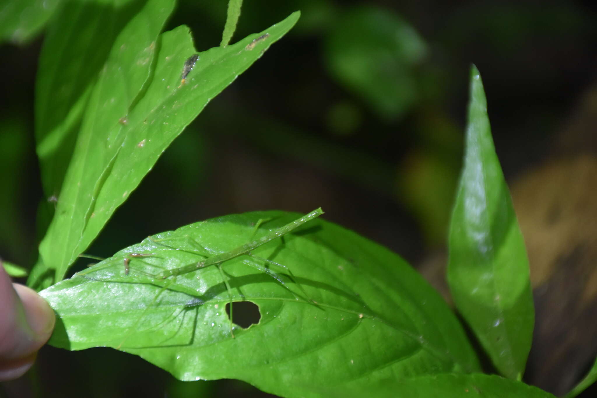 صورة Ocnophiloidea