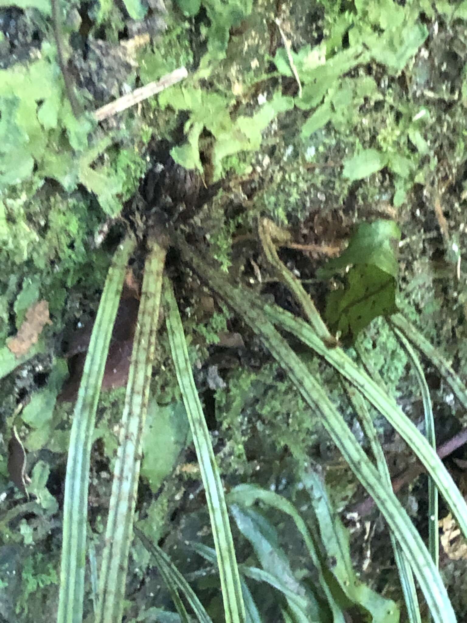 Image of Asplenium griffithianum Hook.