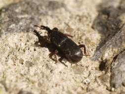 Image of Wheat weevil