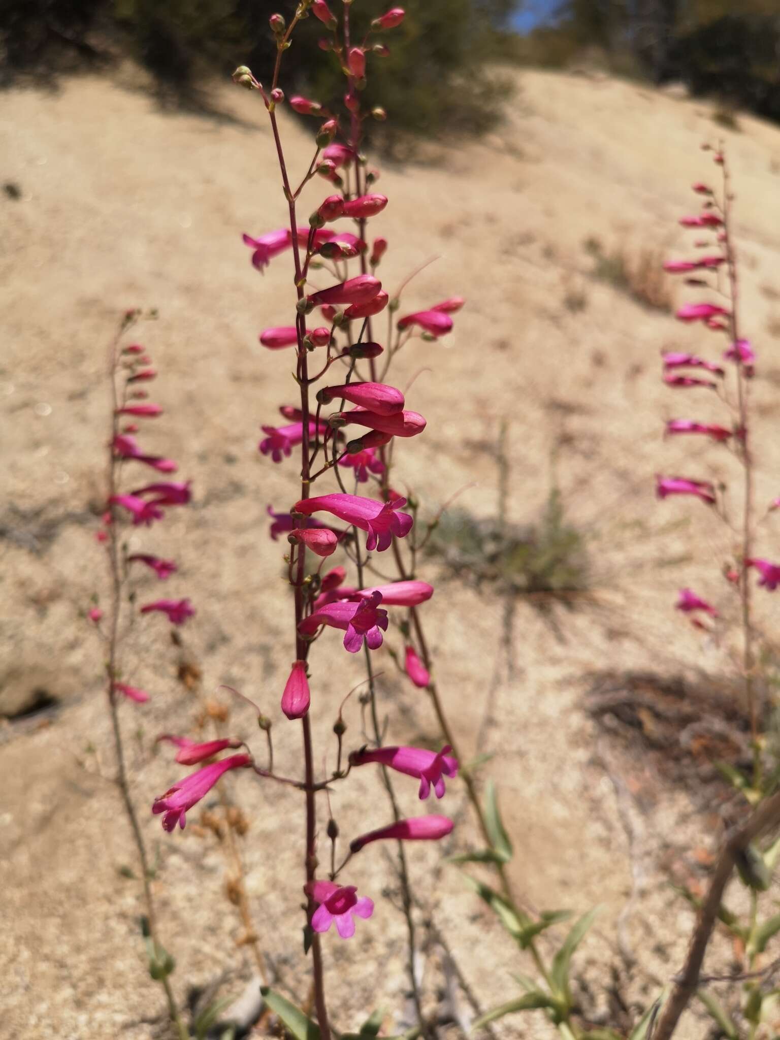 Image of beardtongue