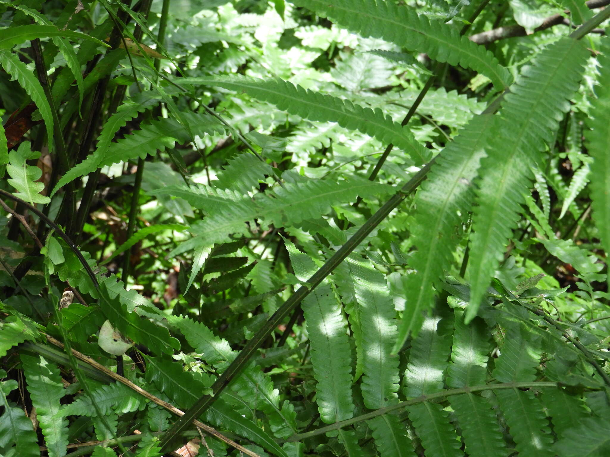 Image of Reholttumia truncata (Poir.) S. E. Fawc. & A. R. Sm.