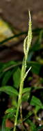 Image of Carex sociata Boott