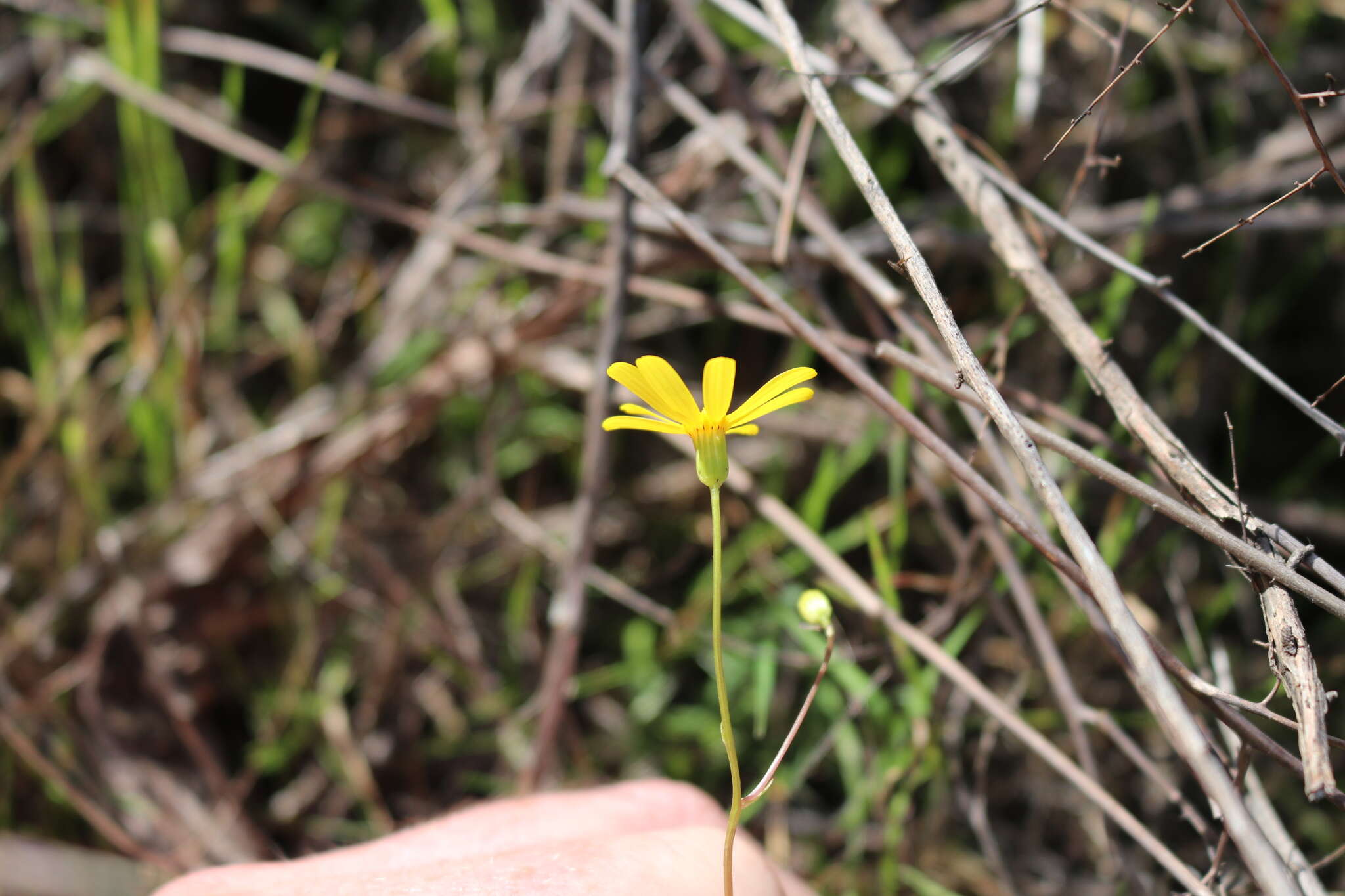 Image of California ragwort