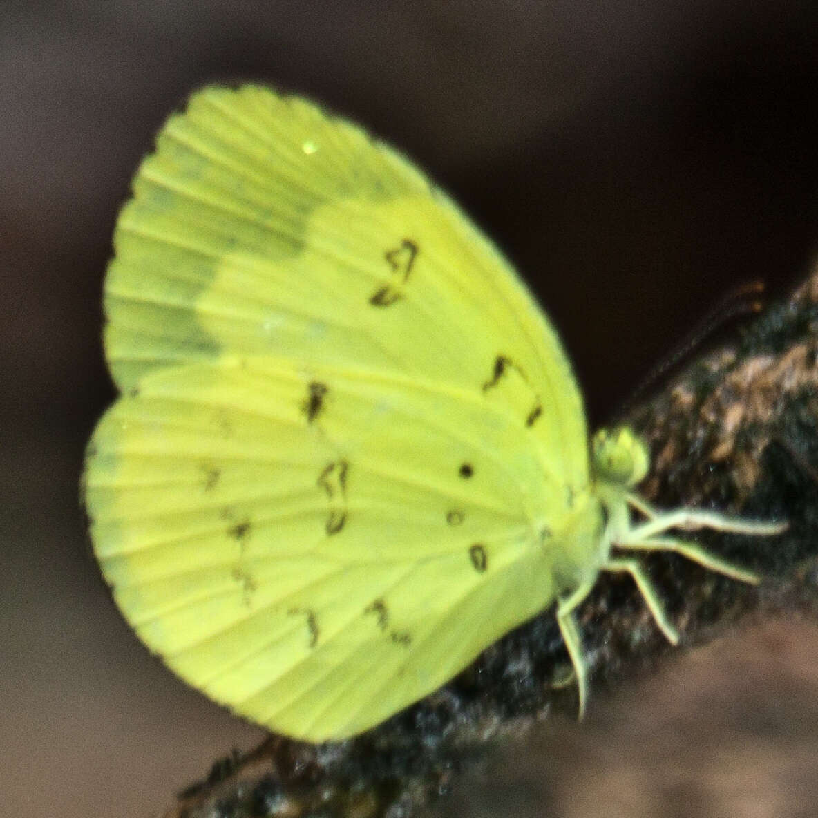 Imagem de Eurema ada (Distant & Pryer 1887)