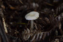 Sivun Hygrophorus involutus G. Stev. 1963 kuva