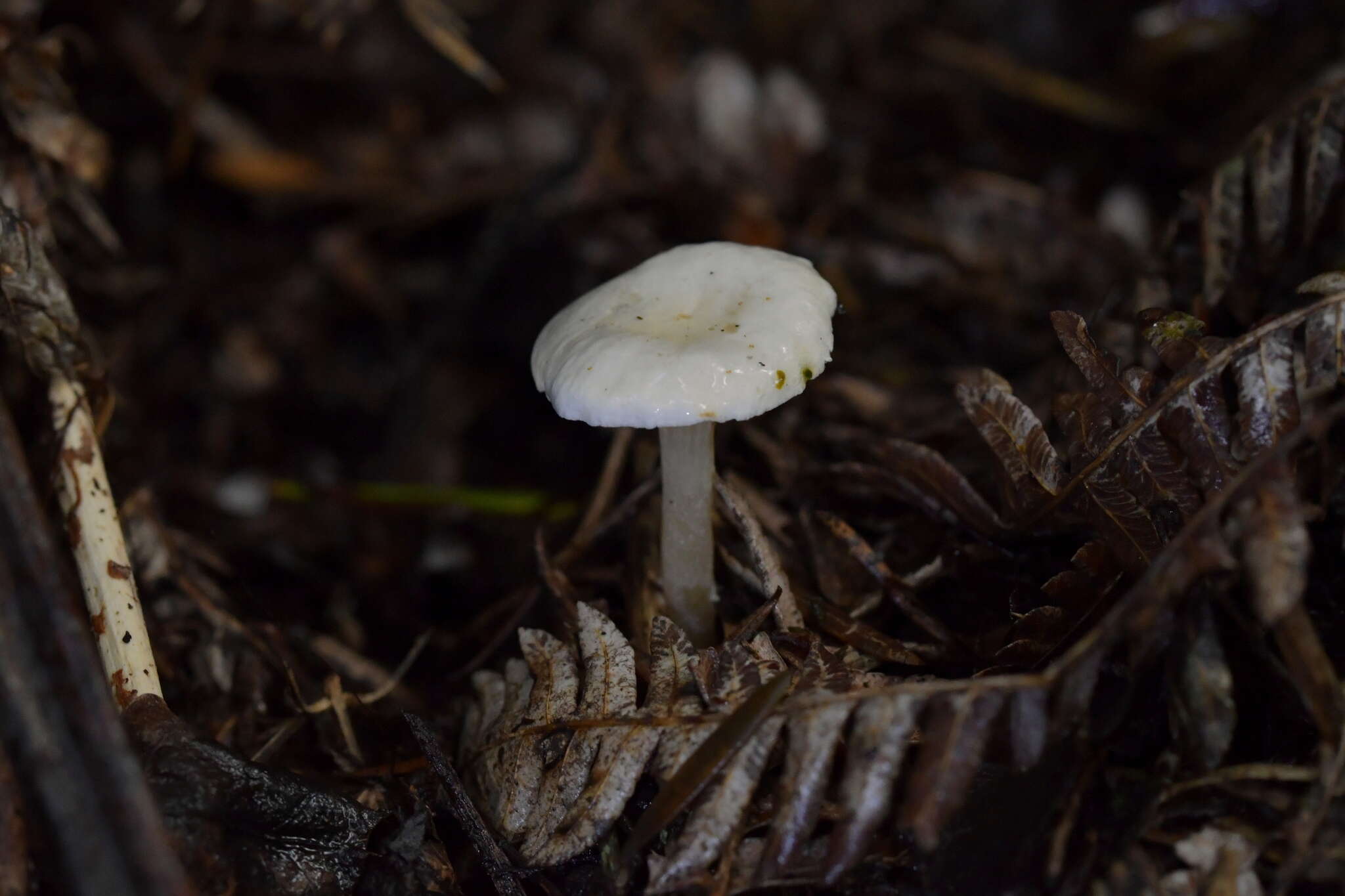 Sivun Hygrophorus involutus G. Stev. 1963 kuva