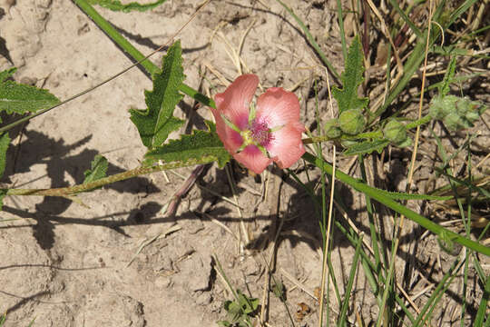 Imagem de Sphaeralcea chenopodifolia A. P. Rodrigo