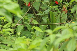 Image of Gray-headed Tody-Flycatcher