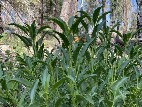 Sivun Penstemon grinnellii subsp. grinnellii kuva