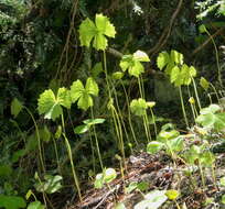 Image of deer's foot