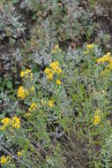 Image of Galatella biflora (L.) Nees