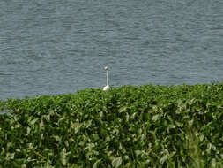 Image of Ardea intermedia intermedia Wagler 1829