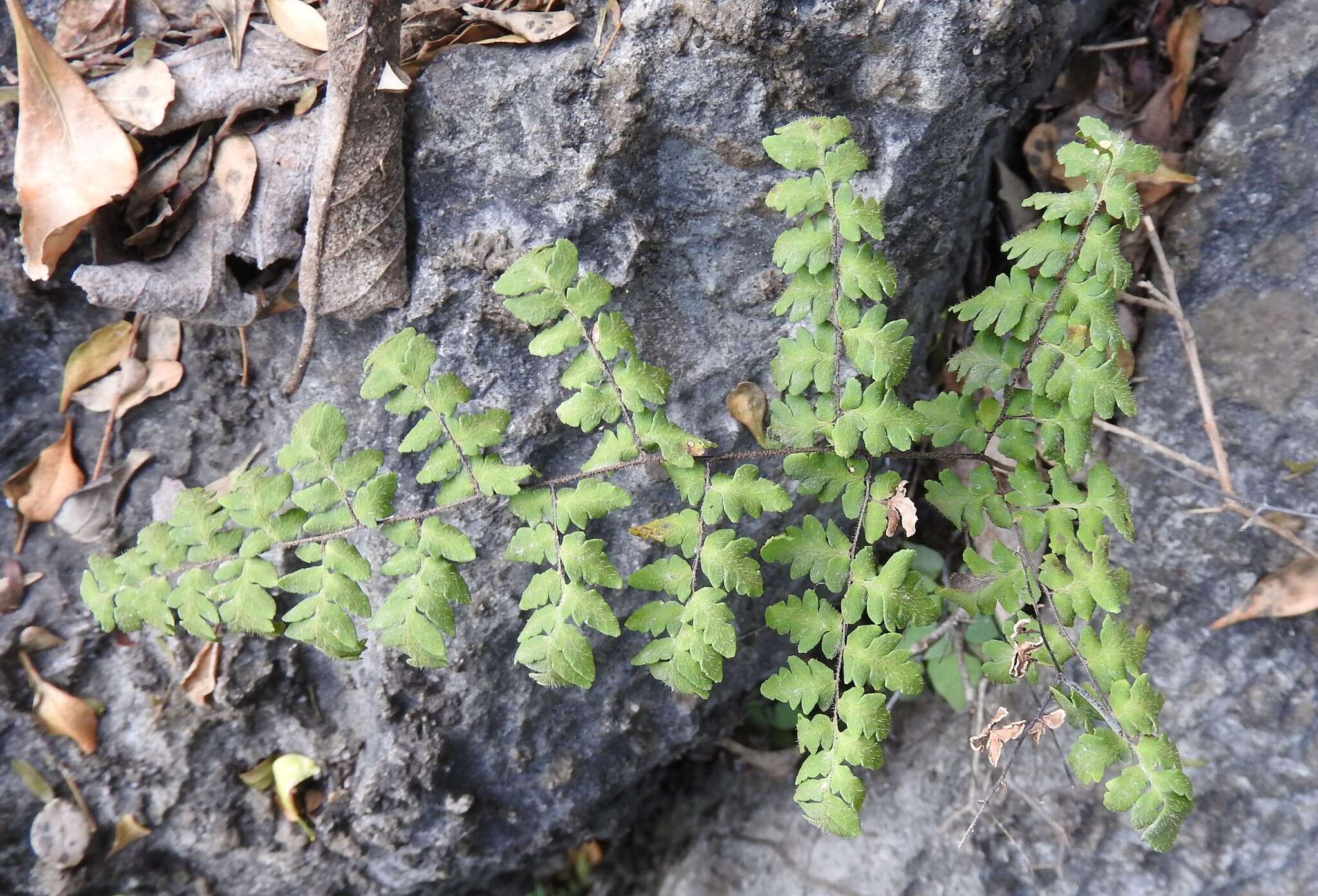 Plancia ëd Myriopteris aemula (Maxon) Grusz & Windham