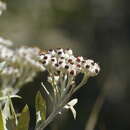 Imagem de Helichrysum melaleucum Rchb.