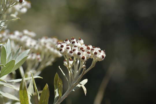 Imagem de Helichrysum melaleucum Rchb.