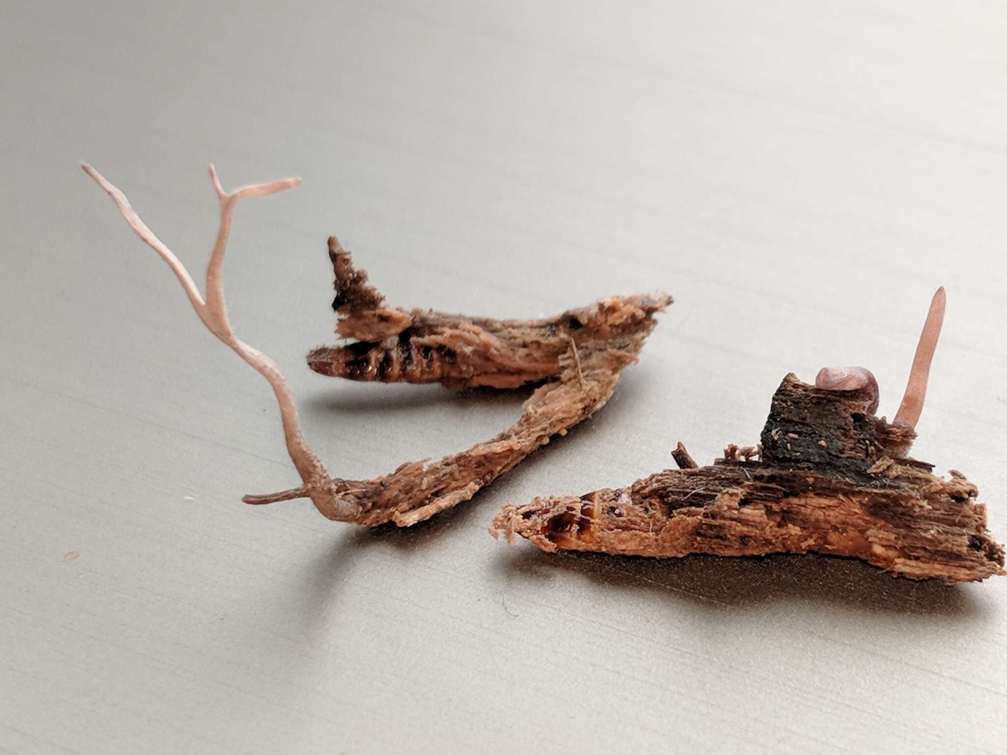 Image of Ophiocordyceps stylophora (Berk. & Broome) G. H. Sung, J. M. Sung, Hywel-Jones & Spatafora 2007