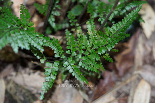 Lindsaea chienii Ching的圖片