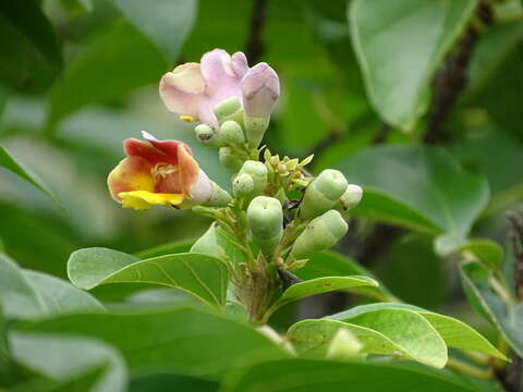 Image of Gmelina chinensis Benth.