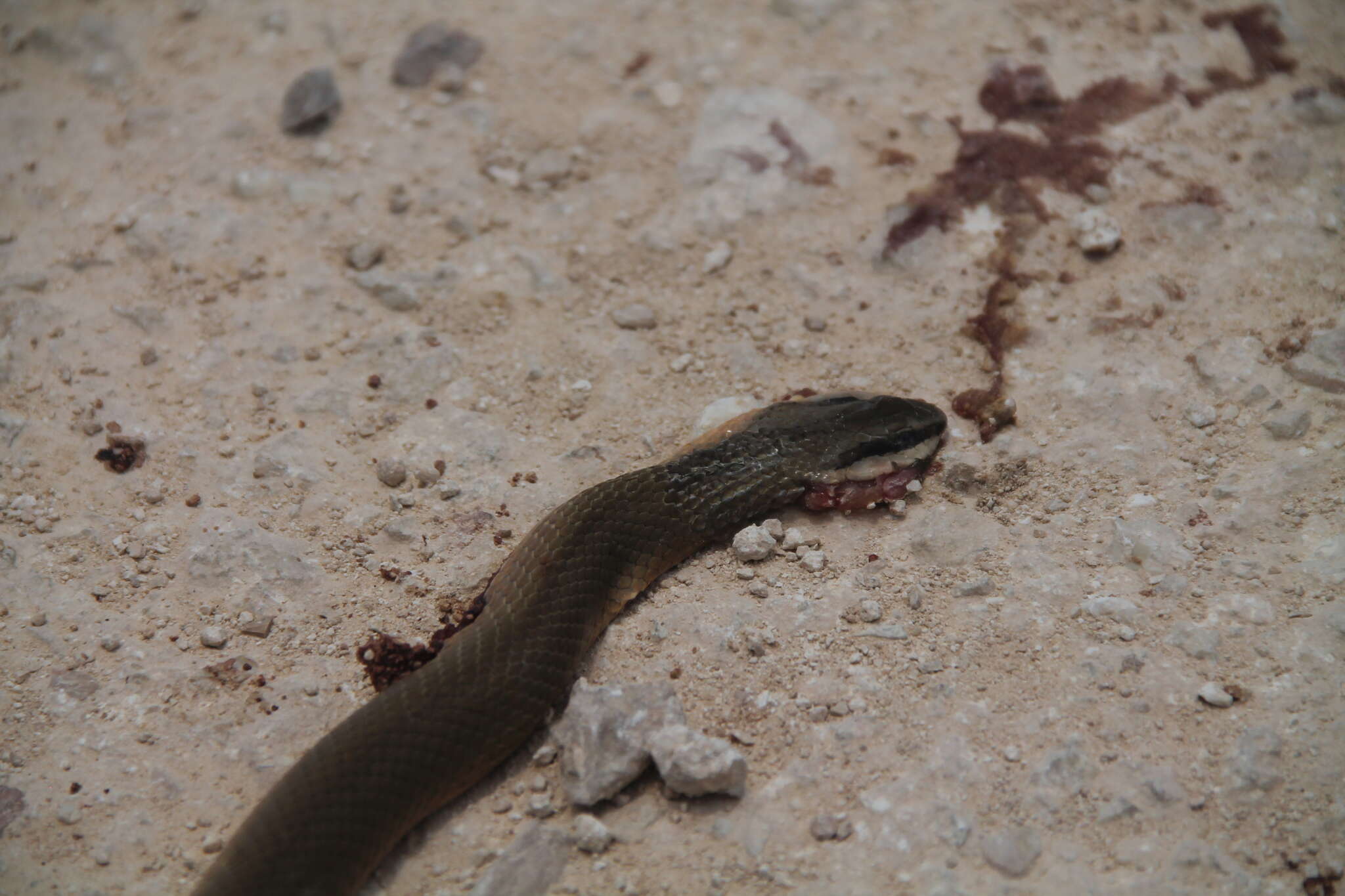 Image of Conophis lineatus concolor Cope 1867