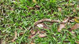 Image of Malayan Pit Viper