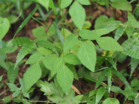 Image of Hylodesmum podocarpum (DC.) H. Ohashi & R. R. Mill