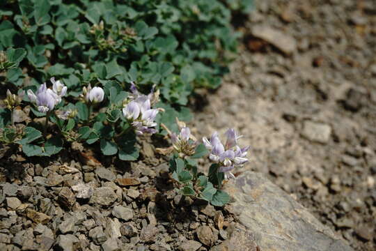 Image of Medicago daghestanica Rupr.