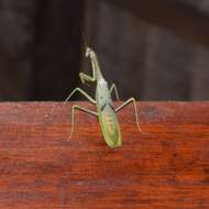 Image of Stagmatoptera supplicaria Burmeister 1838