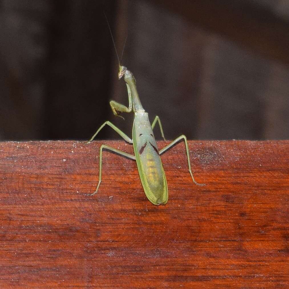 Image of Stagmatoptera supplicaria Burmeister 1838