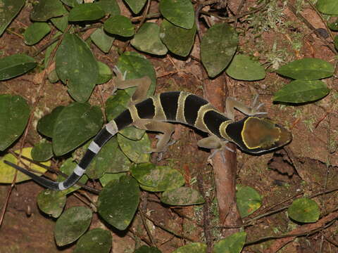 Sivun Cyrtodactylus bintangtinggi Grismer, Wood Jr, Quah, Anuar, Muin, Sumontha, Ahmad, Bauer, Wangkulangkul, Grismer & Pauwels 2012 kuva