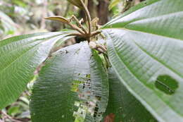 Image de Miconia albertobrenesii Gamba & Almeda