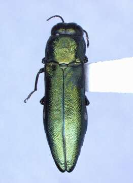 Image of Agrilus sapindi Knull 1938