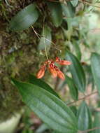 Image de Bulbophyllum albociliatum (Tang S. Liu & H. Y. Su) K. Nakaj.