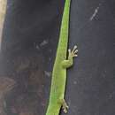 Image of Phelsuma v-nigra anjouanensis Meier 1986