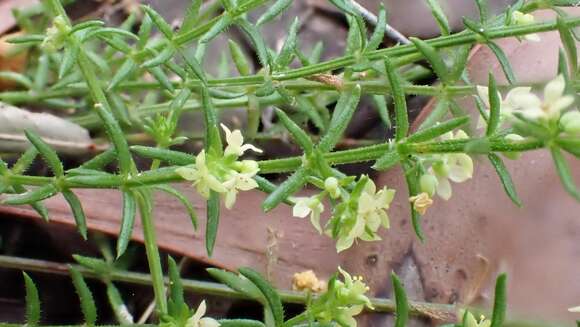 Plancia ëd Galium gaudichaudii DC.