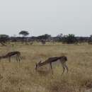 Image of Kalahari Springbok