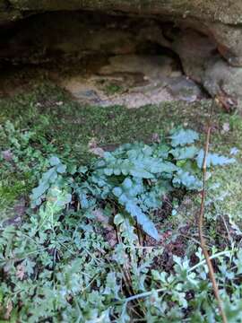 Plancia ëd Asplenium pinnatifidum Nutt.