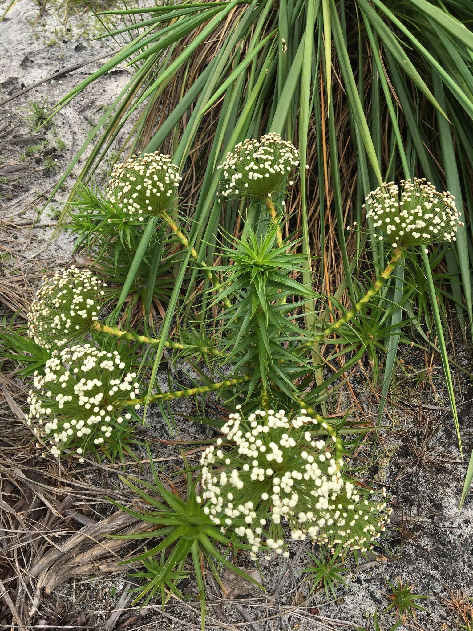 Image of Actinocephalus ramosus (Wikstr.) Sano