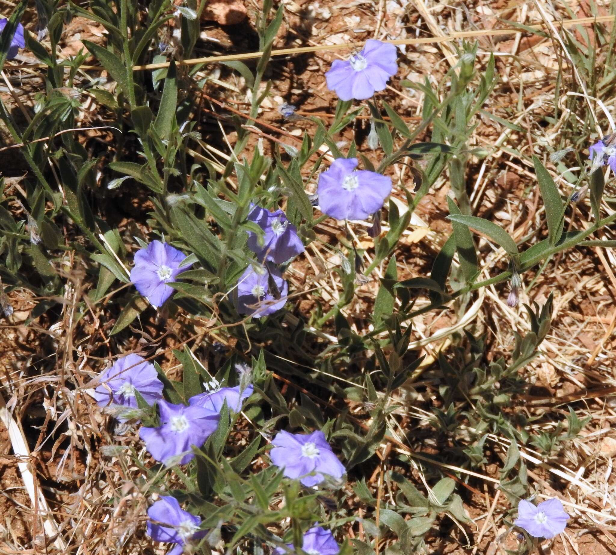 Image of wild dwarf morning-glory