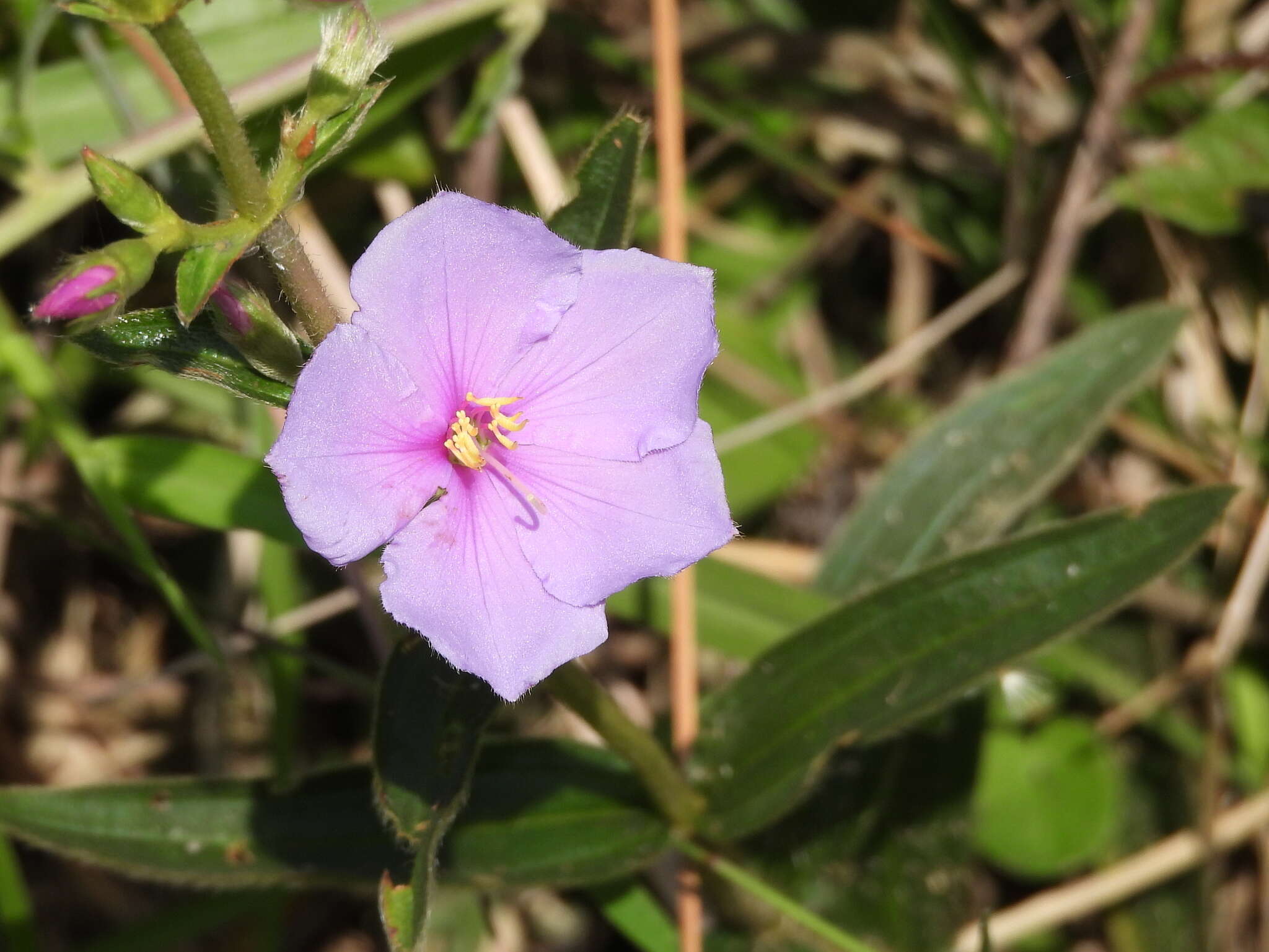 Image de Pleroma gracile (Bonpl.) A. Gray