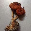 Pholiota rufodisca A. H. Sm. & Hesler 1968 resmi