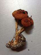 Image de Pholiota rufodisca A. H. Sm. & Hesler 1968