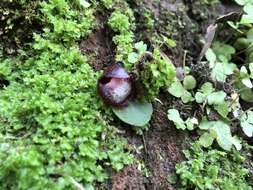 Image of Bristly helmet orchid